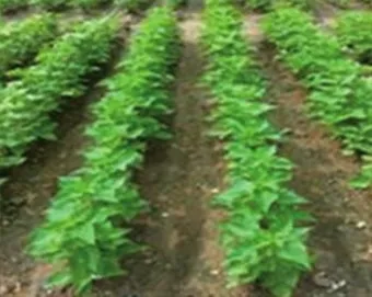 들깨 재배 직파 재배 병충해 관리 질소 과다 주의_29