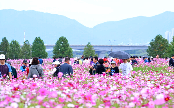 구리 코스모스축제