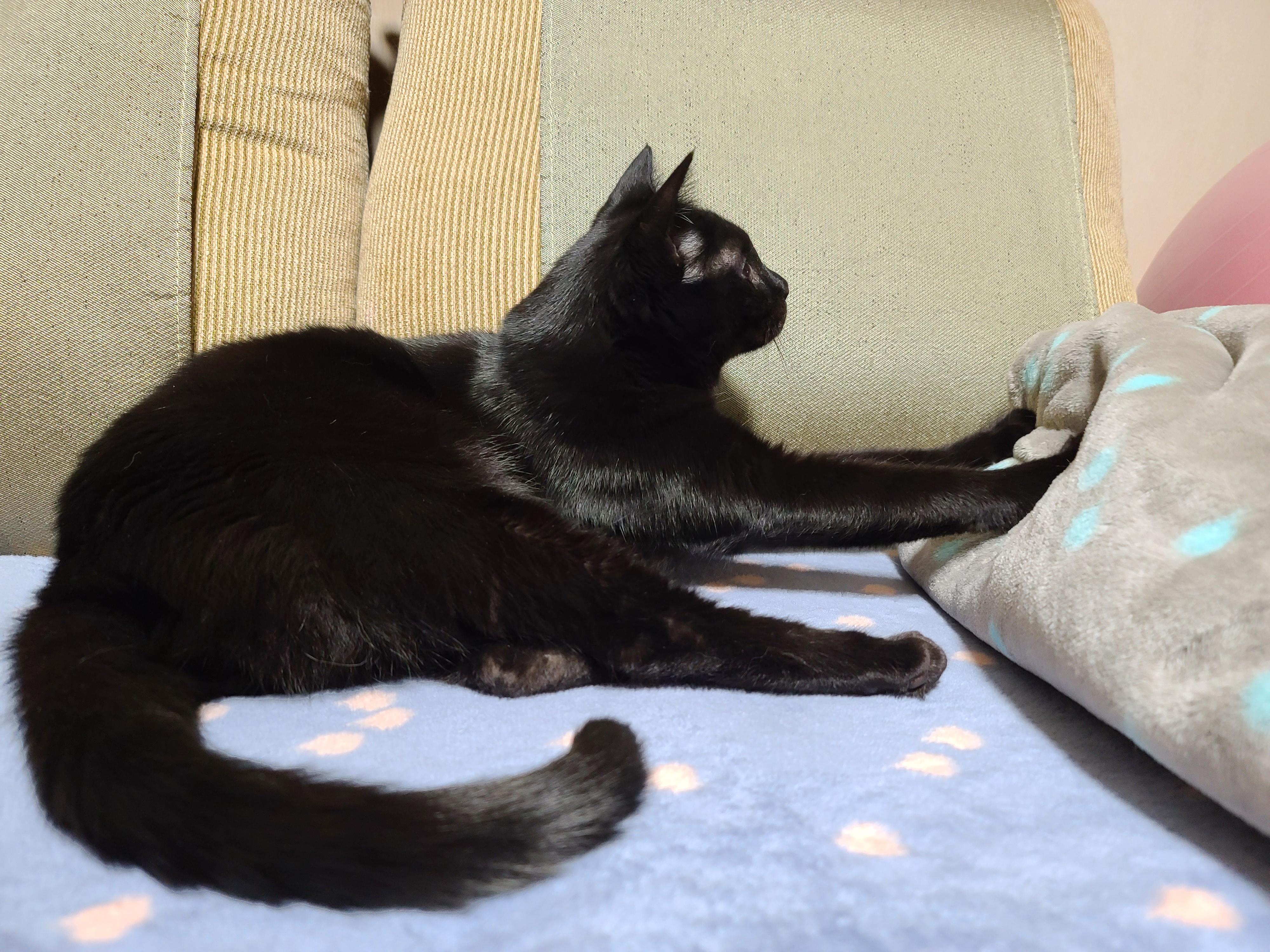 올블랙고양이 건이 골골송+꾹꾹이(feat.호야). 사이좋은 형제.