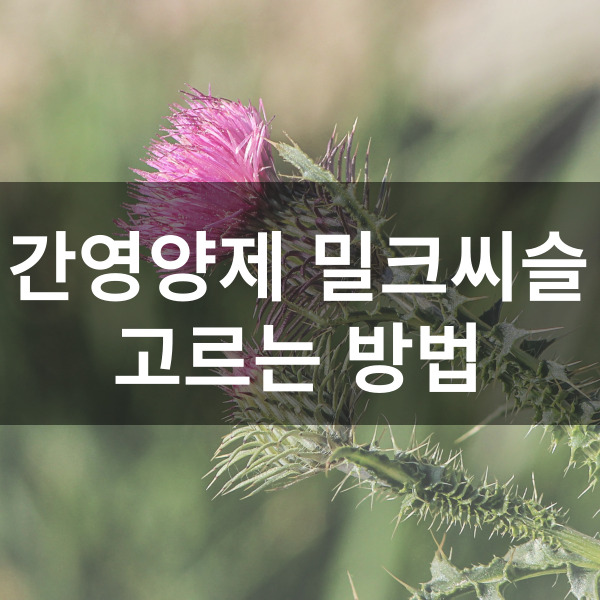 간영양제 밀크씨슬