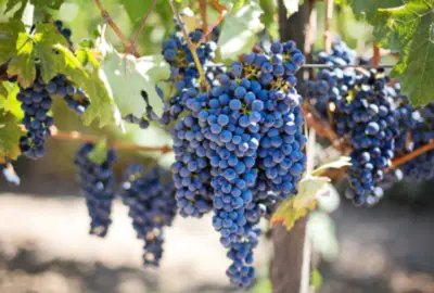 암-예방-포도주스-효능