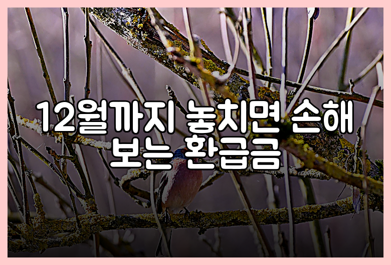 12월까지 놓치면 손해 보는 환급금