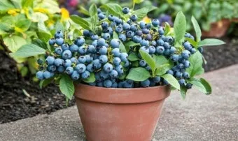 블루베리 재배 산도 조절 피트모스 혼합 여름 관수_32