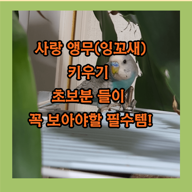 사랑앵무 키우기