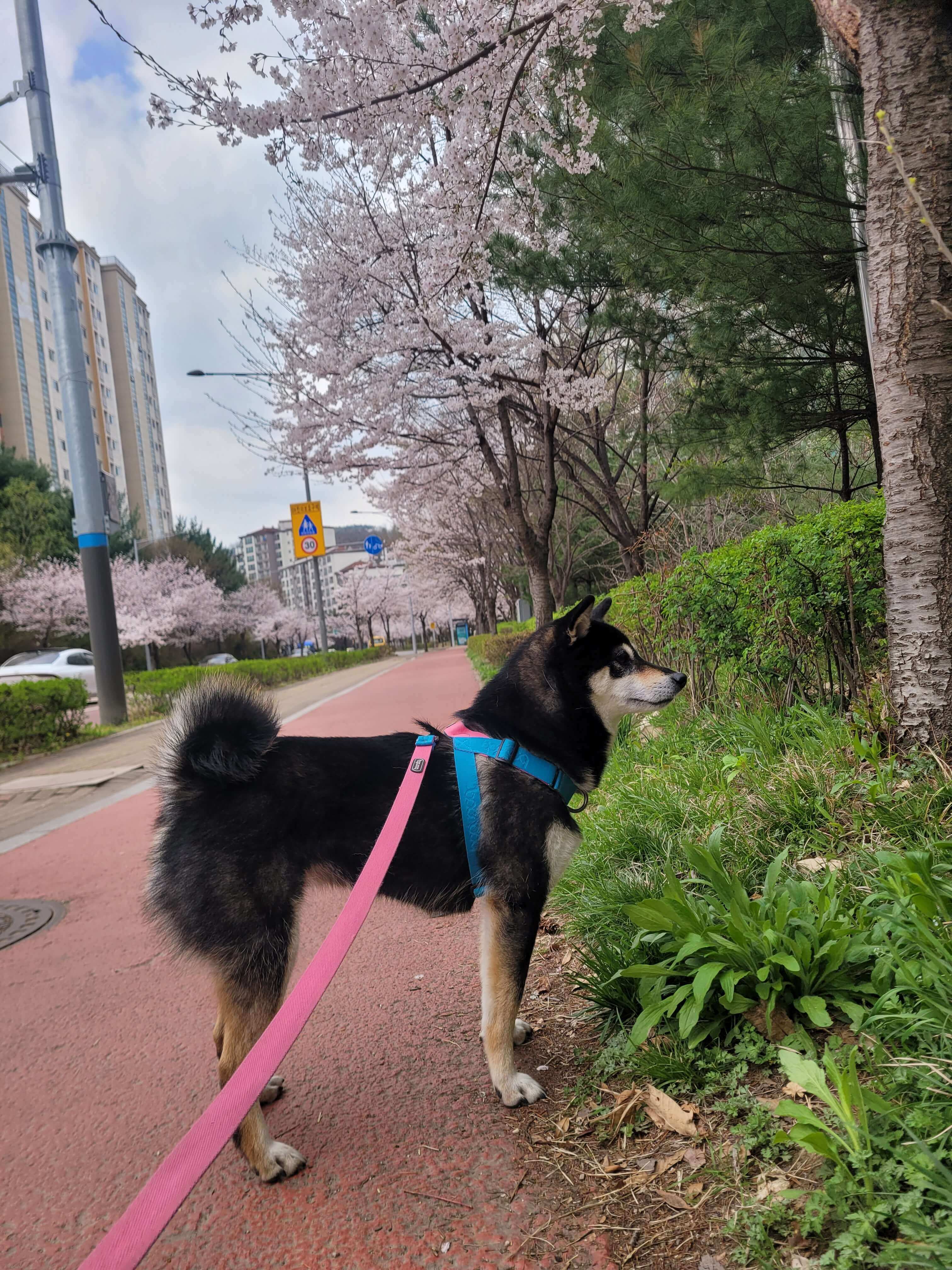 봄날 벚꽃핀 길 산책하는 강아지