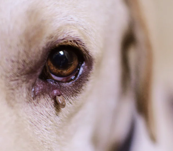 강아지 눈 다래끼 그냥 두면 안되는 이유. 증상, 원인, 치료 총정리
