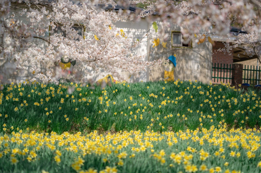 거북이마을 수선화1