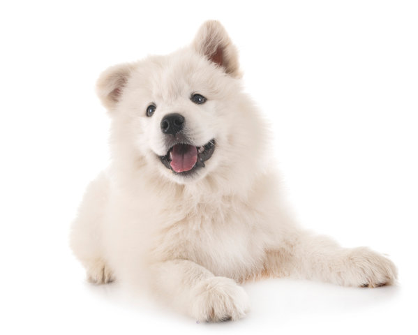 개 꿈 해몽, 강아지 꿈 해몽 : 개가 짖는 꿈, 개에게 물리는 꿈 등