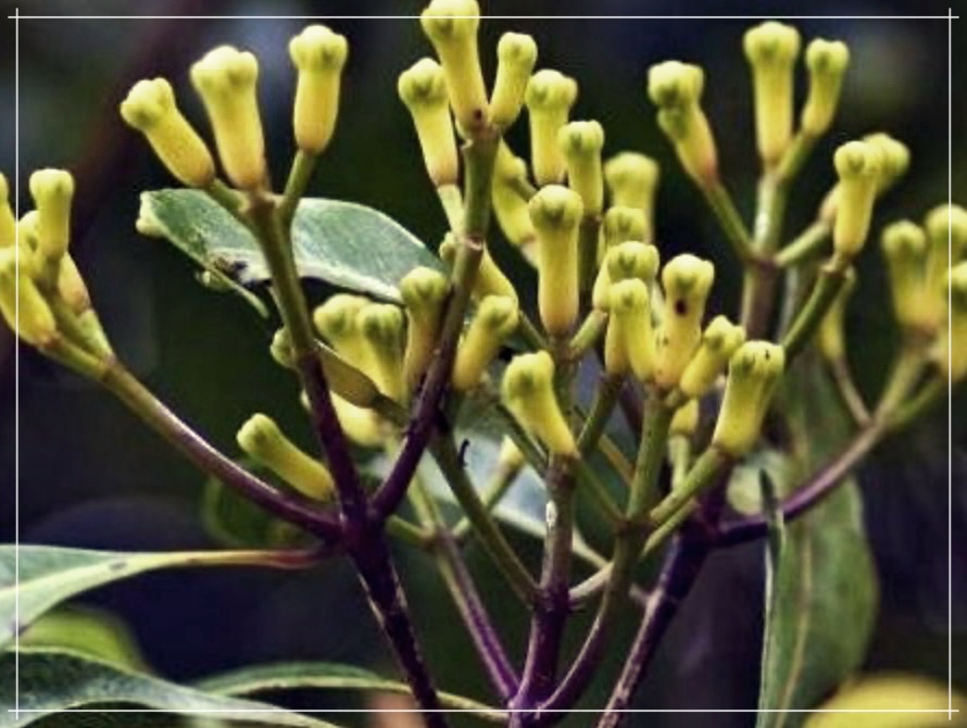 정향의 효능&#44; 먹는 방법 및 가격에 대한 상세 안내.