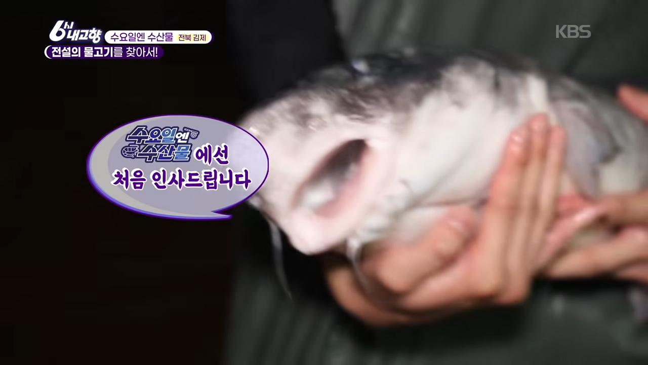 종어 관련 이미지
