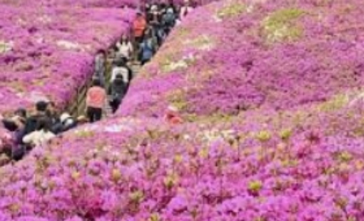 군포 철쭉축제