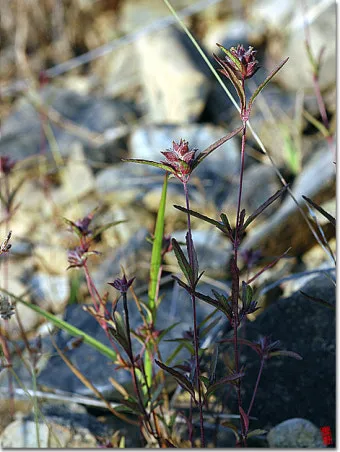 약용식물 가는잎산들깨 석향유 여름철 한방재 건강 효과_11