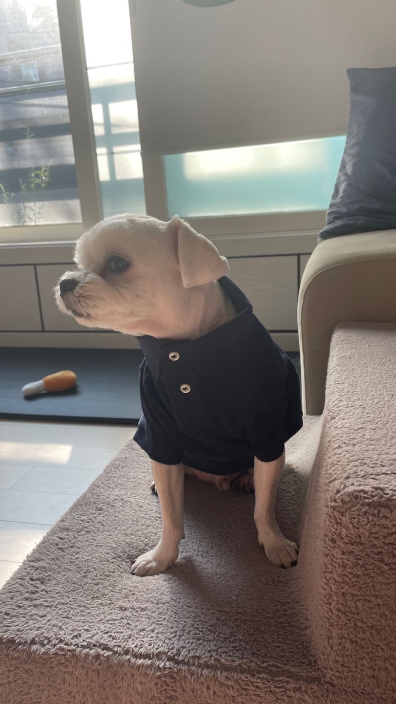 폴로 애완견 옷