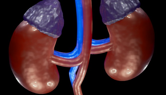 부신기능 저하증의 원인과 증상, 호르몬 불균형과의 관계 관련 사진
