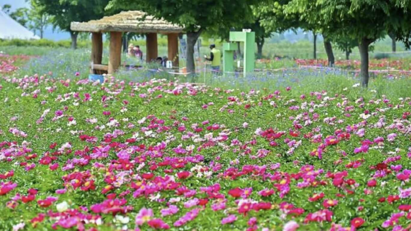 칠서 청보리 작약 축제
