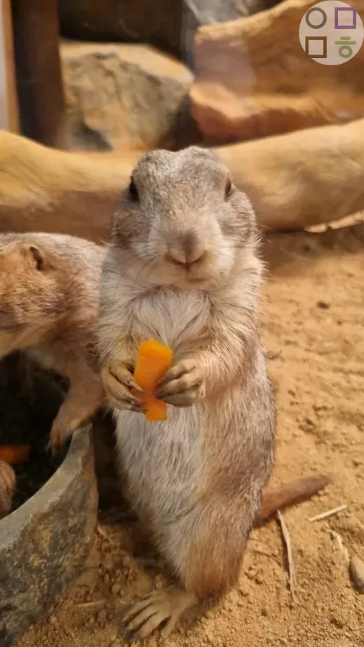 프레디독-당근-먹는-모습-귀여움-주의