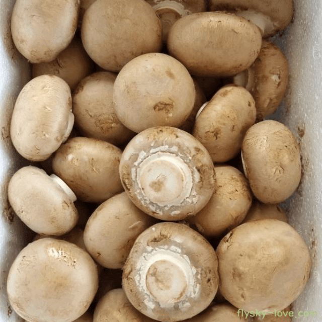 식물성 단백질이 뛰어난 양송이버섯