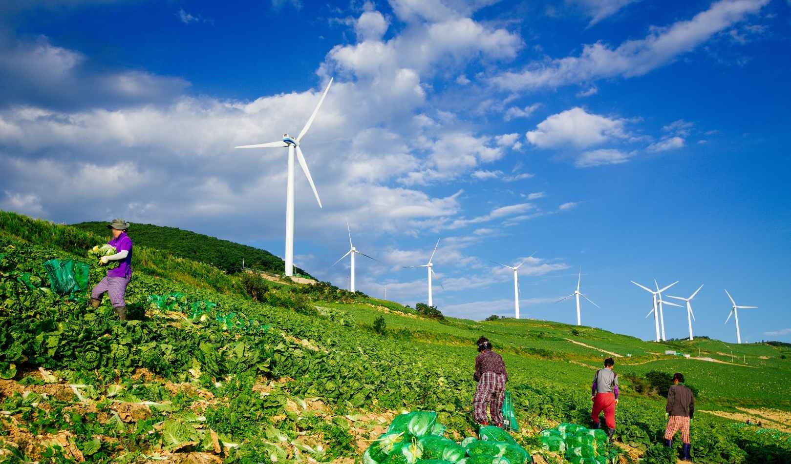 태백 매봉산 바람의언덕