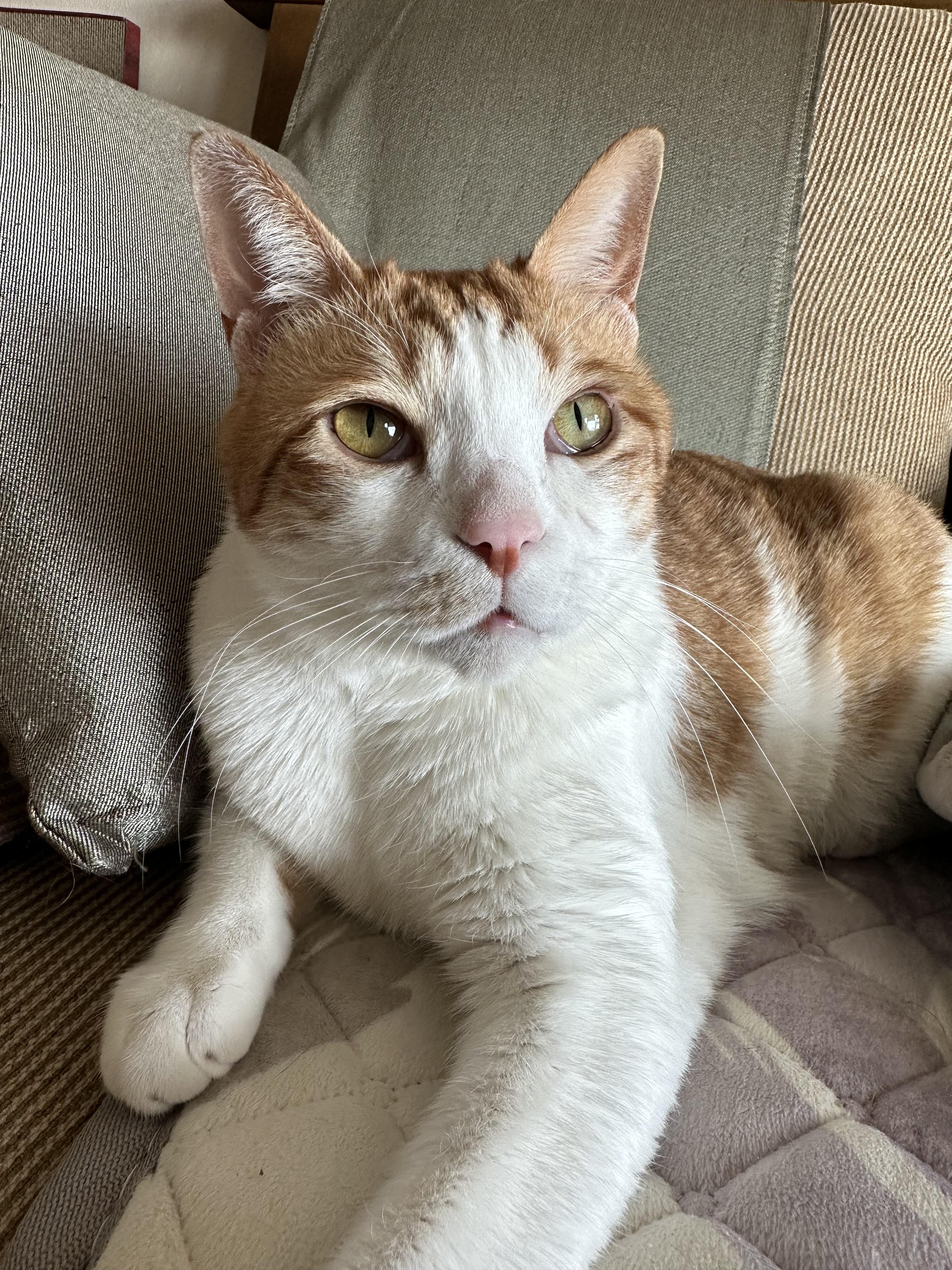 덤벙대다 상처난 막둥이 (feat. 아이폰사진VS갤럭시사진)