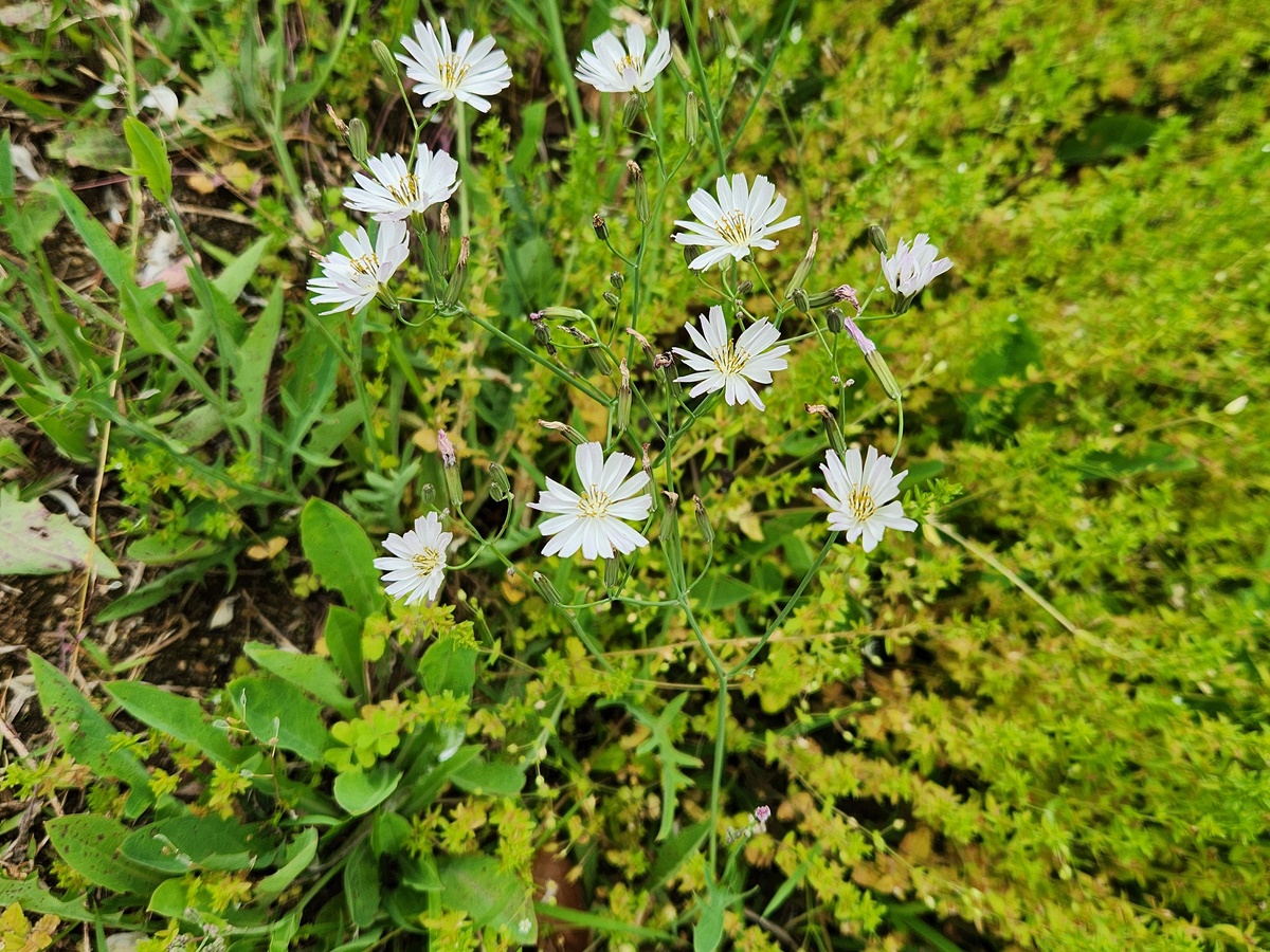 선씀바귀
