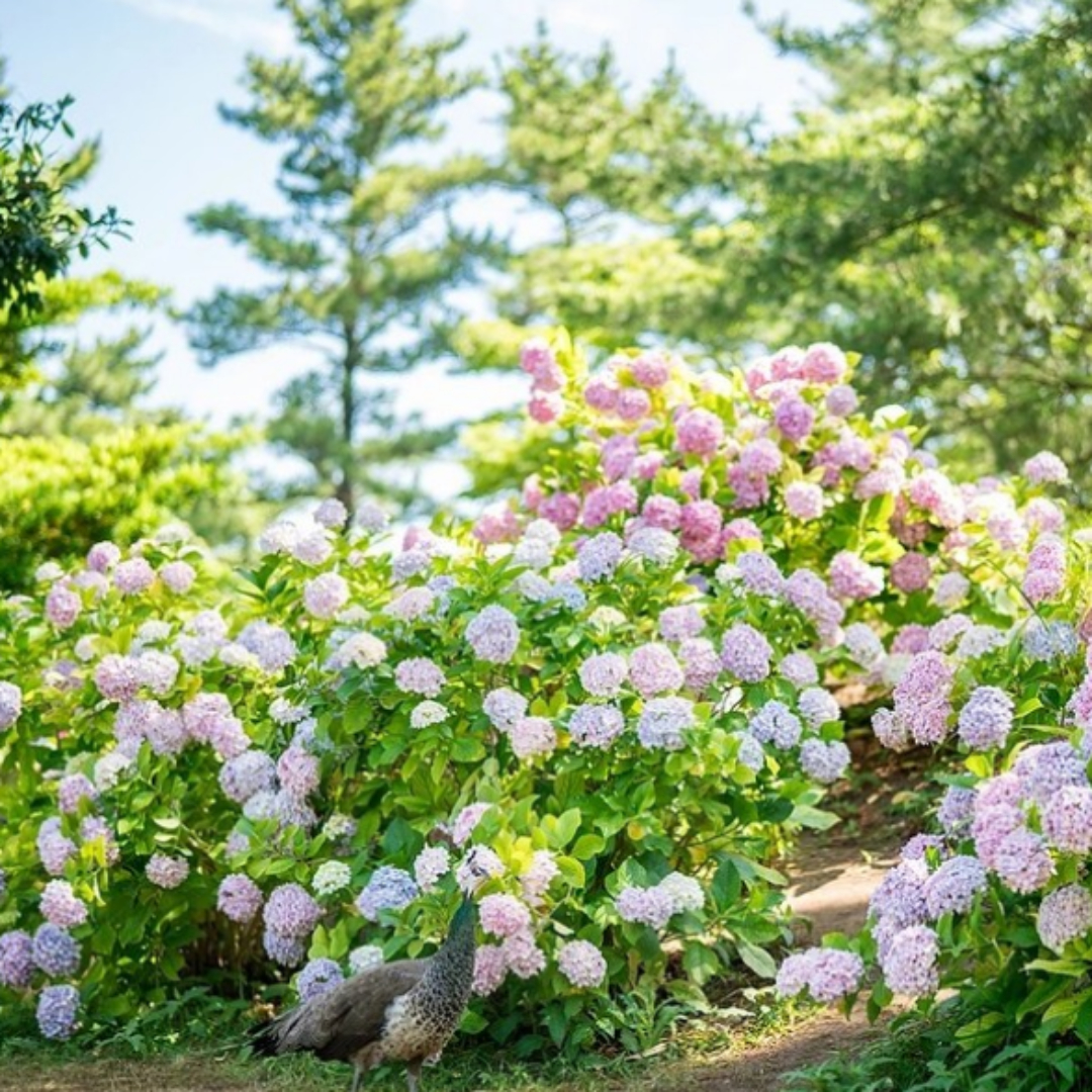 한림공원수국축제