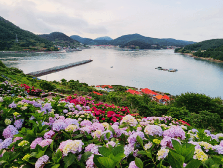 형형색색 남도수국축제 총정리