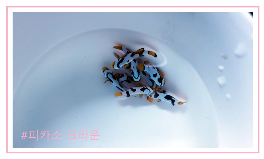 스페셜 퍼큘라크라운 분양가격과 종류