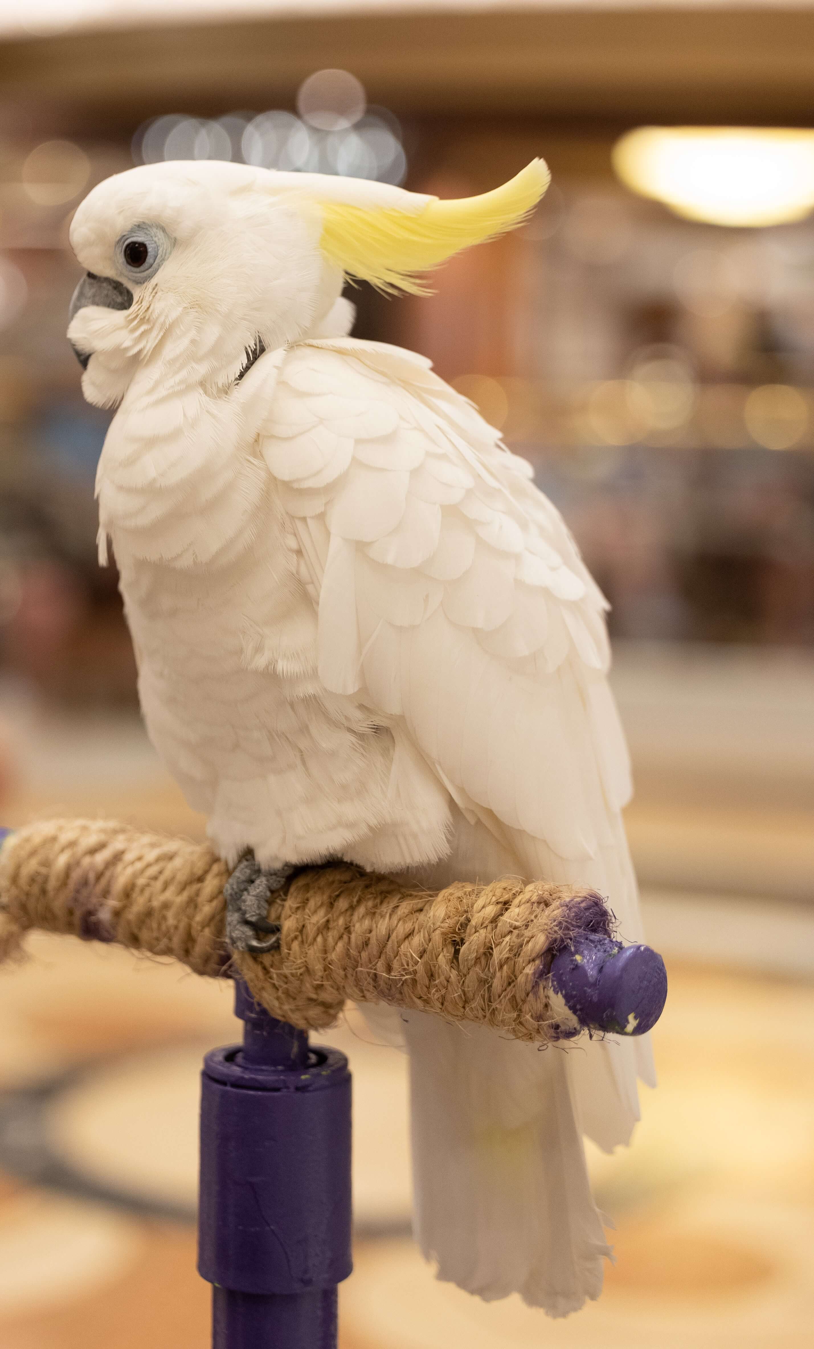 대형앵무새 코카투 한마리가 횃대에 앉아있는 모습