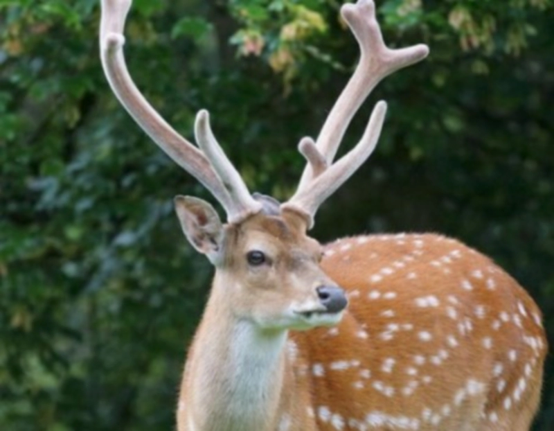 녹용과 원용과의 차이점
