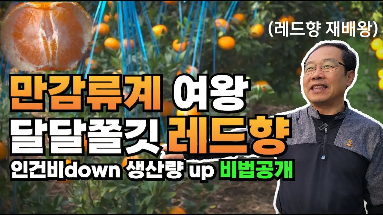 레드향 재배 착과 조절 잎 관리 하우스 온도_1