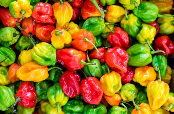 비타민C 많은 음식