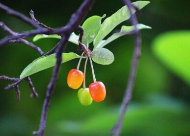 보리수 열매 효능