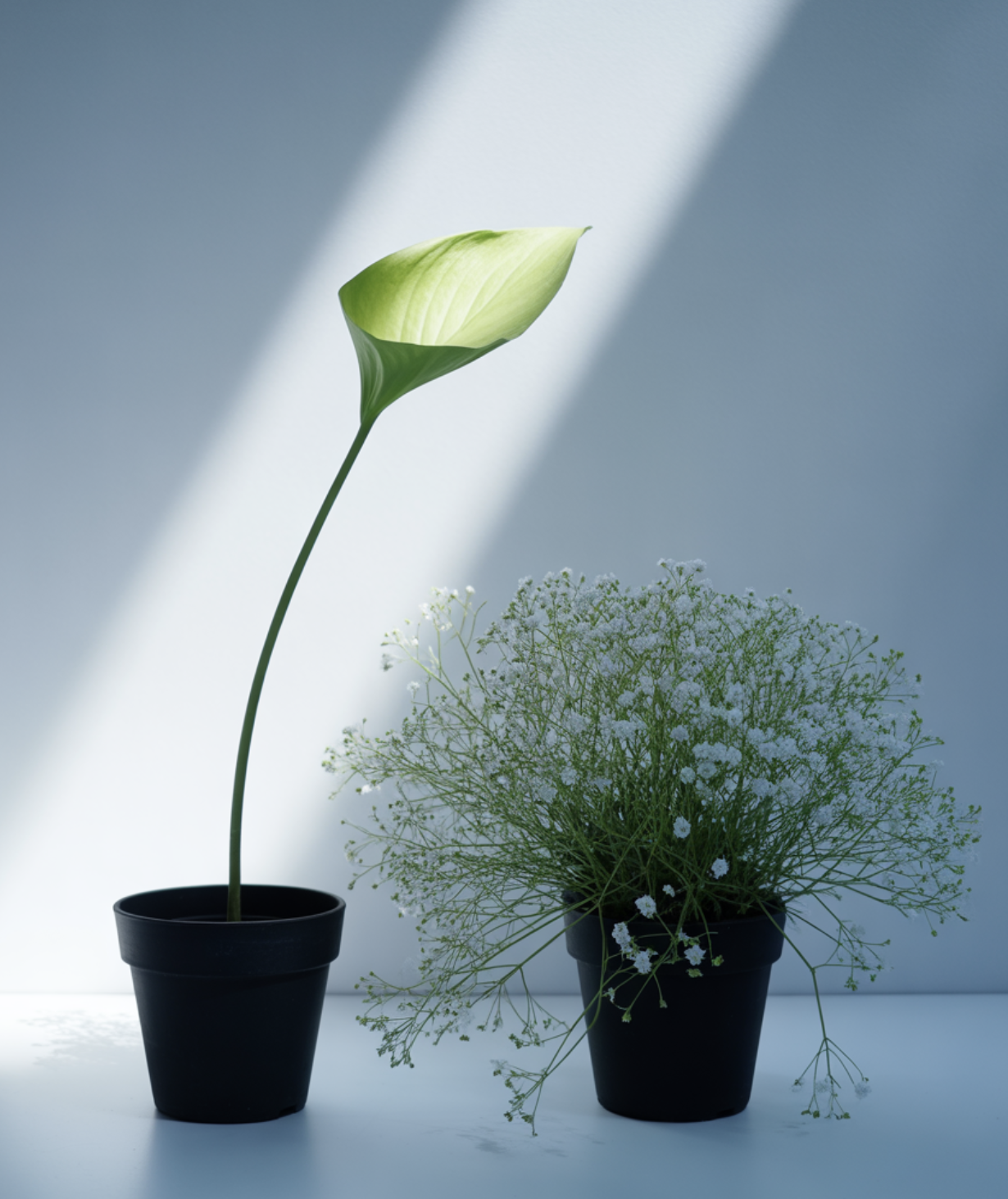 왜 잘라줘야 할까요? 천일홍의 성장 비밀