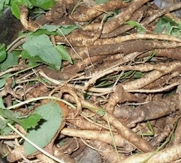 도라지 효능 부작용 고르는법 먹는법 꽃 총정리