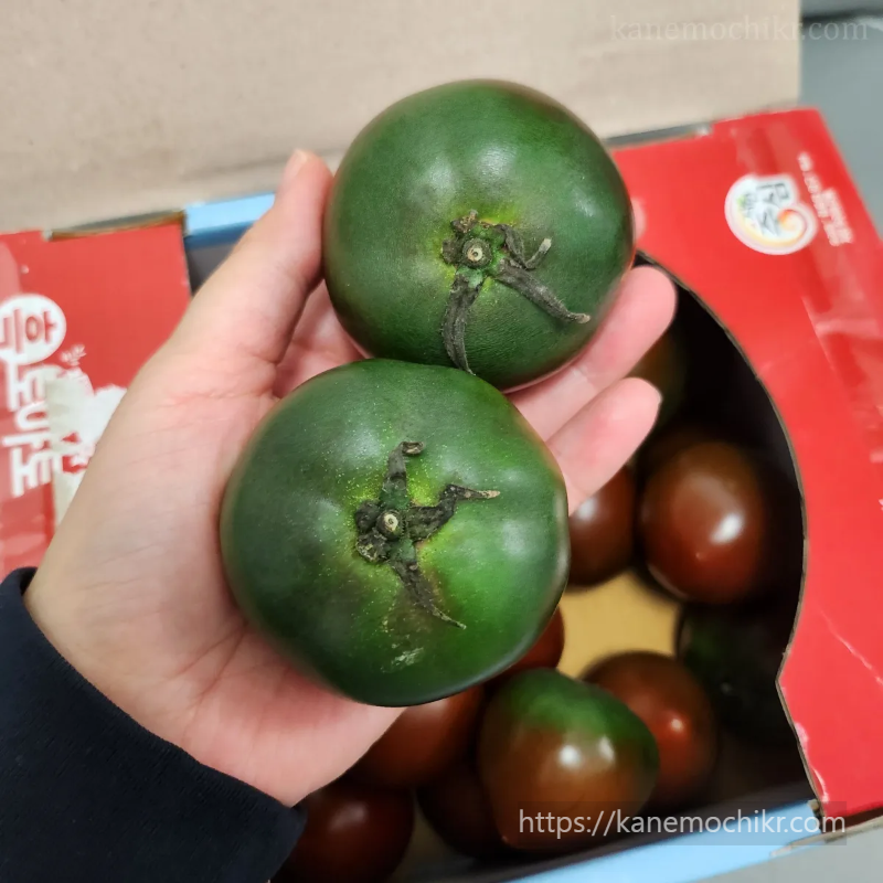 덜익은-흑토마토