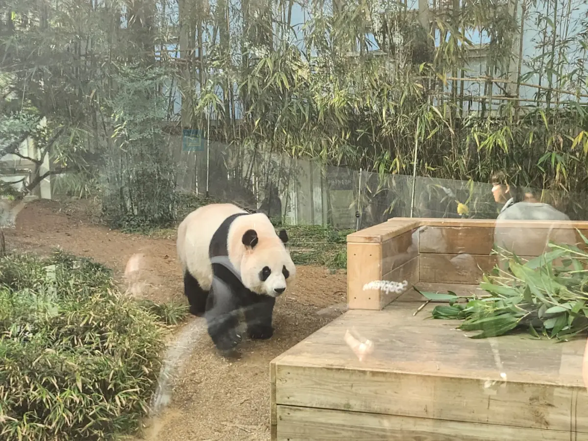 에버랜드-판다월드-푸바오