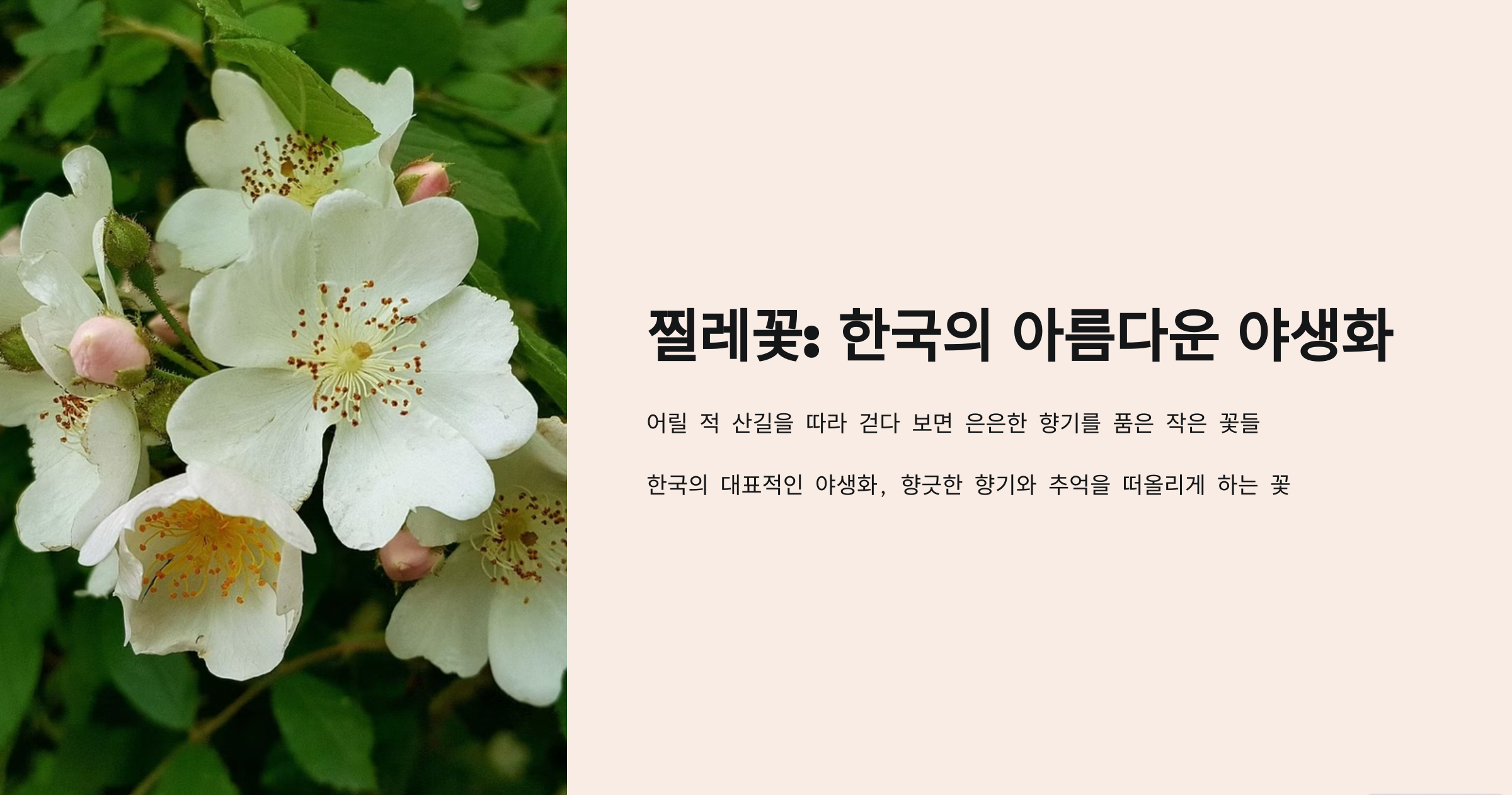 찔레꽃