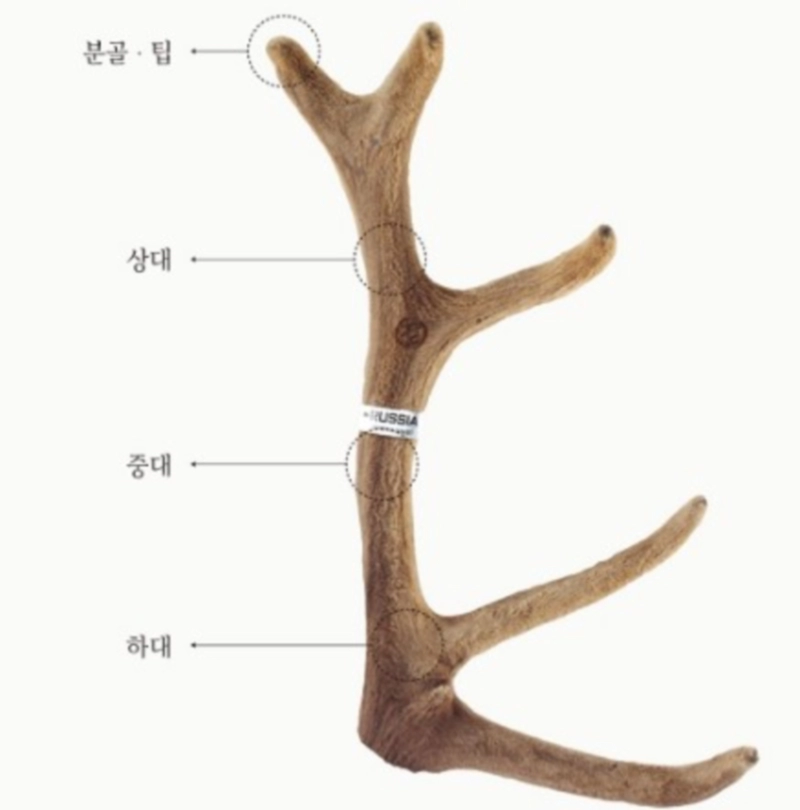 녹용 효능 