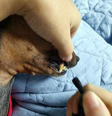 강아지 수명 단축시키는 건강관리 실수 5가지 초보 견주 필독