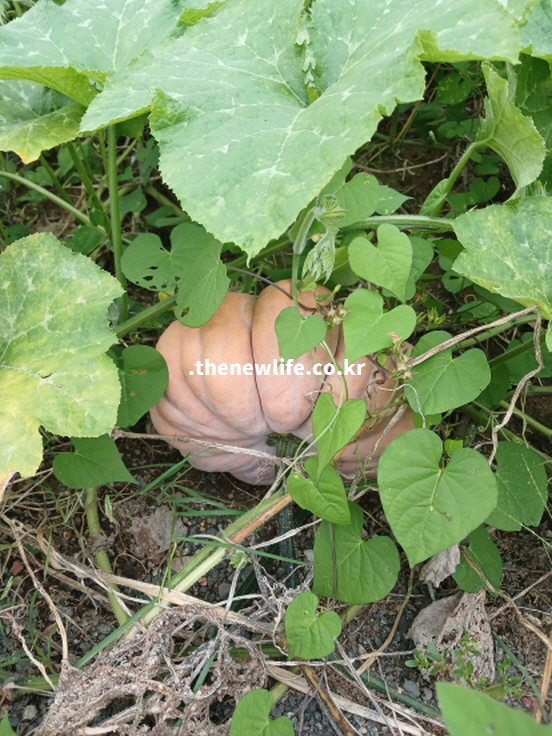 면역력 강화에 도움이 되는 늙은 호박 실물 사진