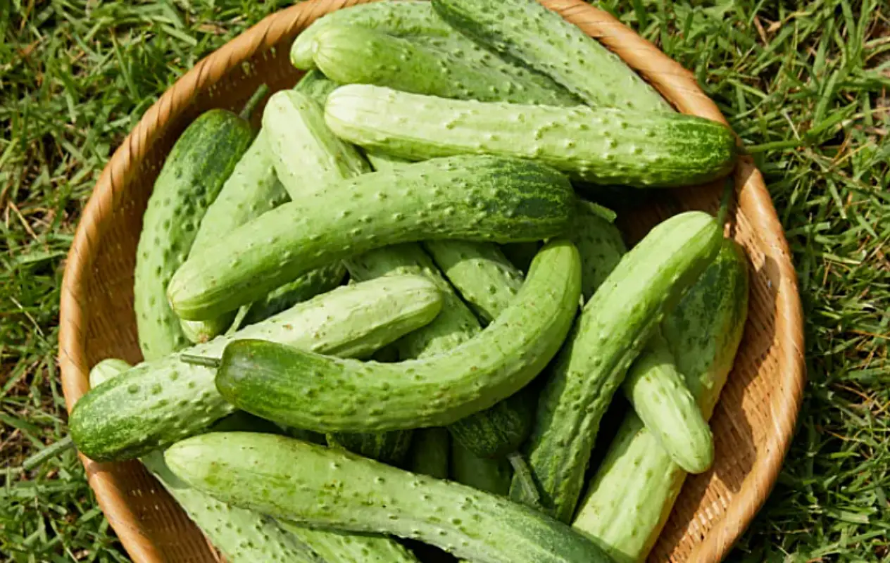 전통 오이지 담그는법