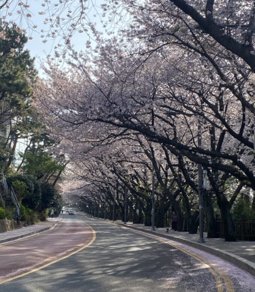 부산 여행 해운대 벚꽃이 만발한 달맞이길
