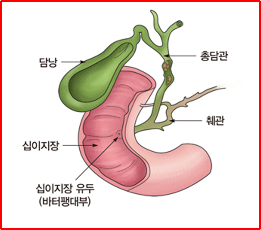 담낭의 구조