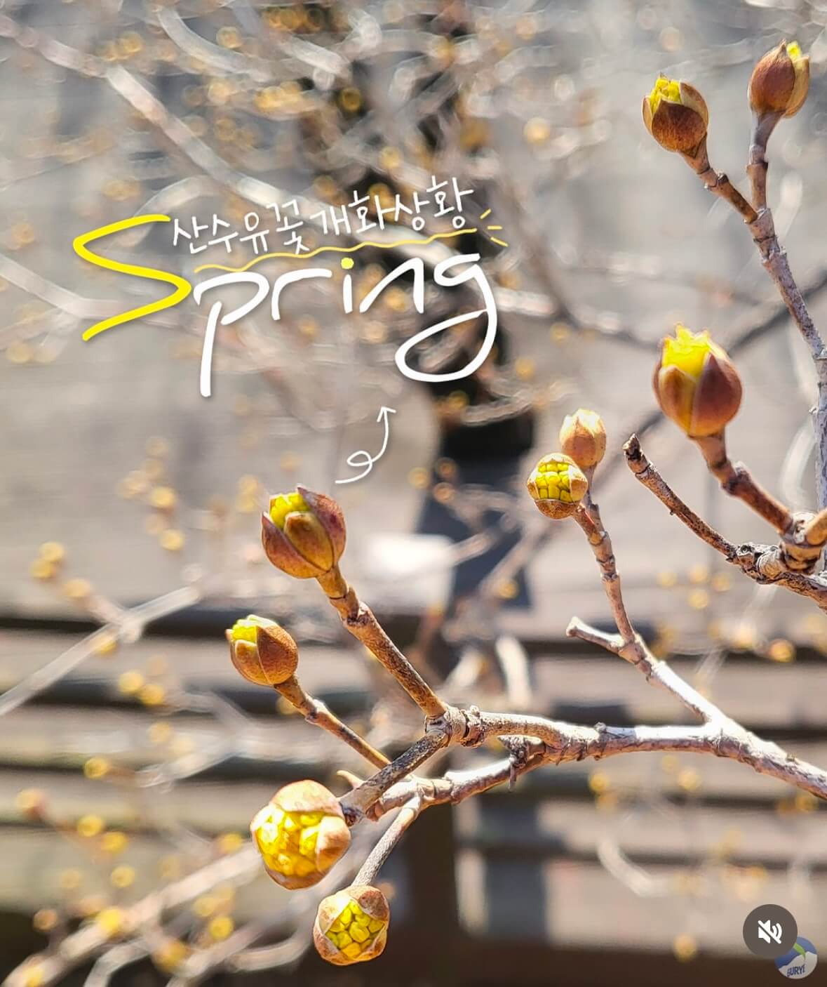 구례 산수유축제