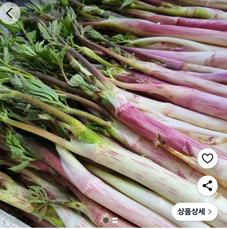 땅두릅