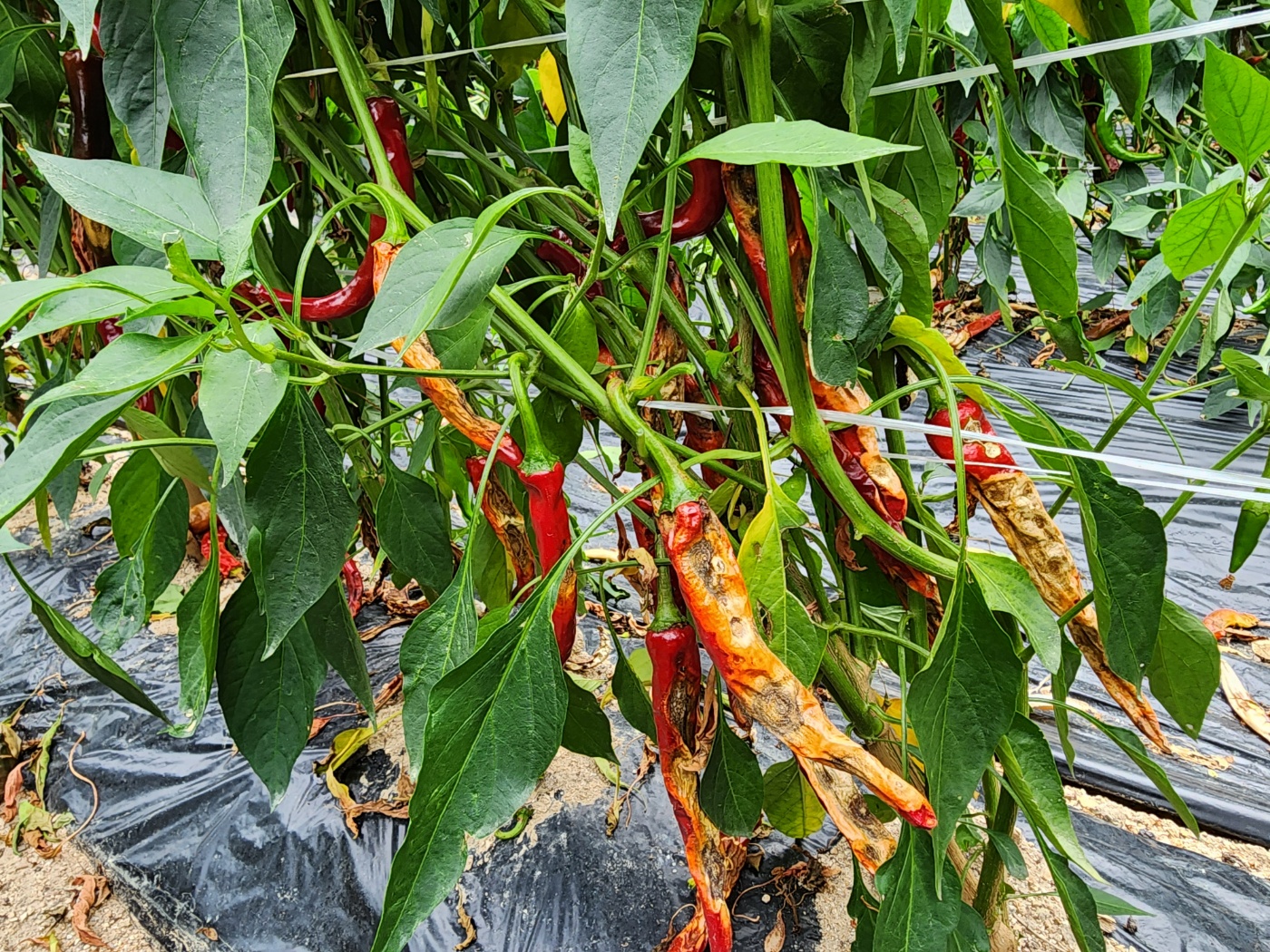 고추병충해 종류 사진 방재, 역병 탄저병 바이러스병 풋마름병