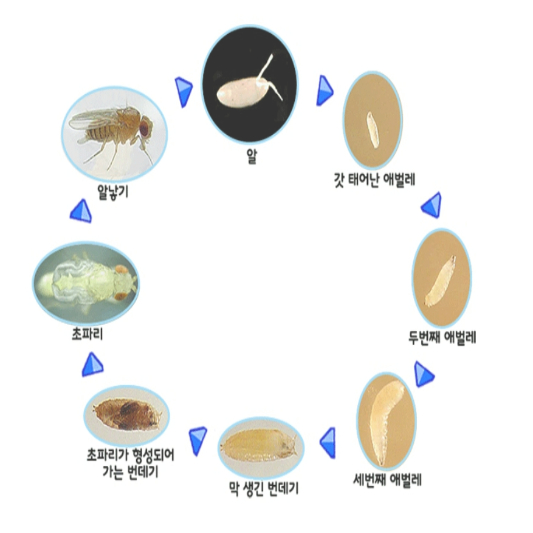초파리의 생애에 대한 표입니다.