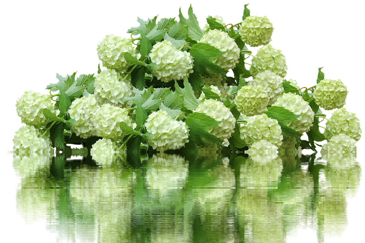 제주 수국 축제