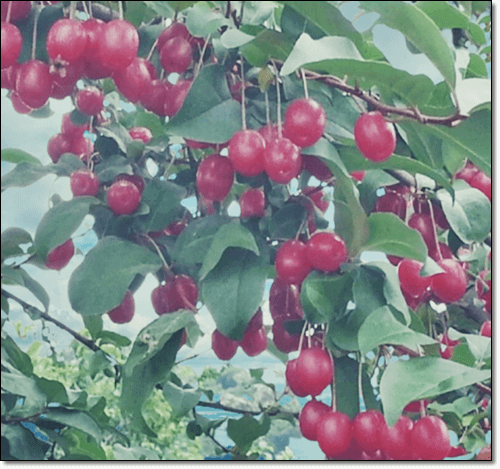 보리수 열매를 먹는 법과 보리수청 만들기