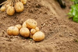 역류성식도염에 좋은 음식